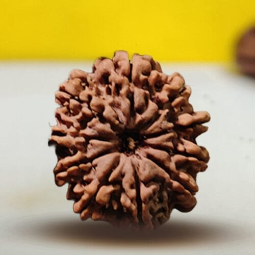 10 Mukhi Rudraksha
