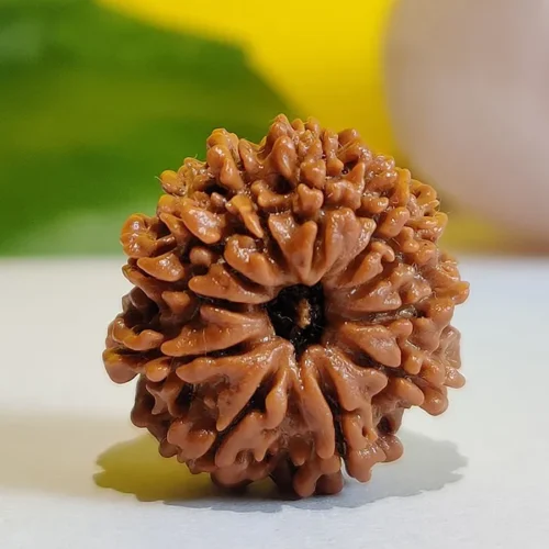 11 Mukhi Rudraksha