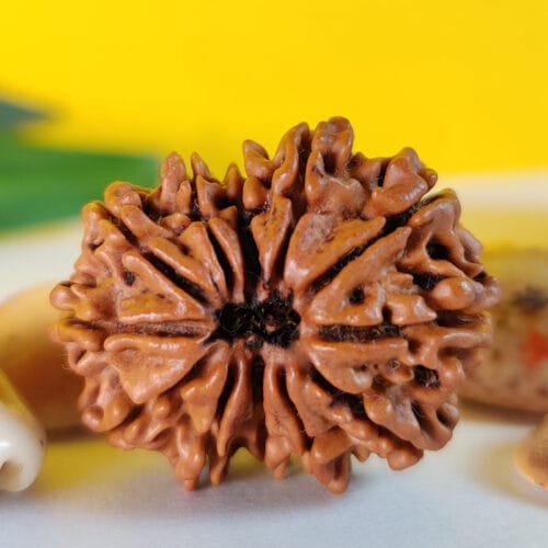 12 Mukhi Rudraksha