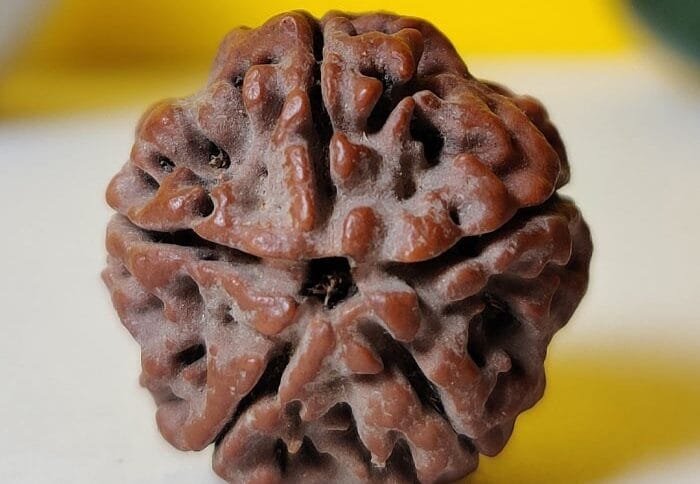 5 Mukhi Rudraksha Nepali