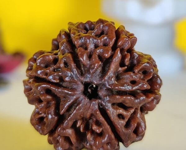 6 Mukhi Rudraksha Nepali