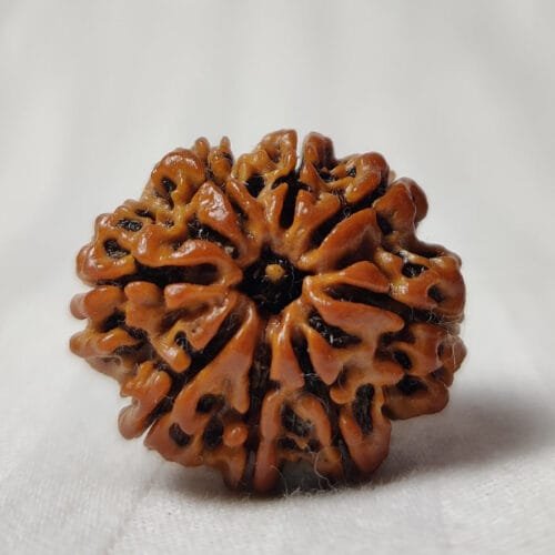 8 Mukhi Rudraksha