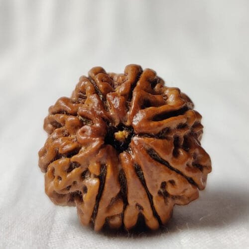 9 Mukhi Rudraksha