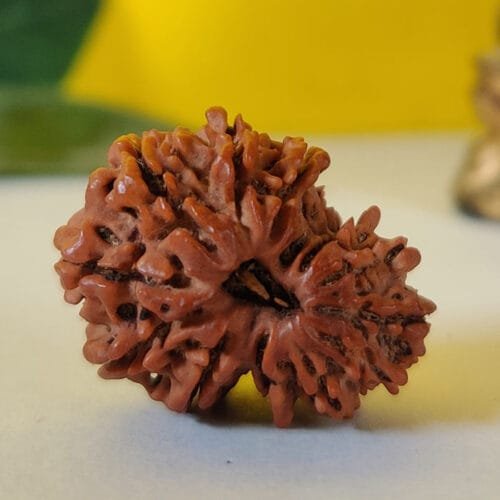 Garbh Gauri Rudraksha