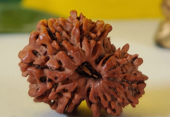 Garbh Gauri Rudraksha