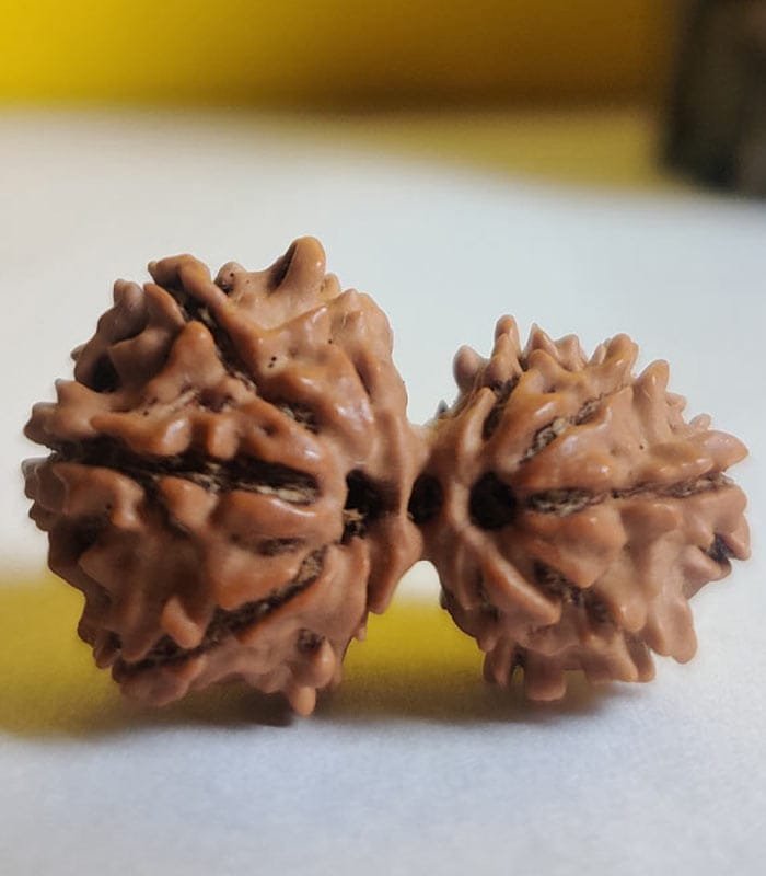 Gauri Shankar Rudraksha