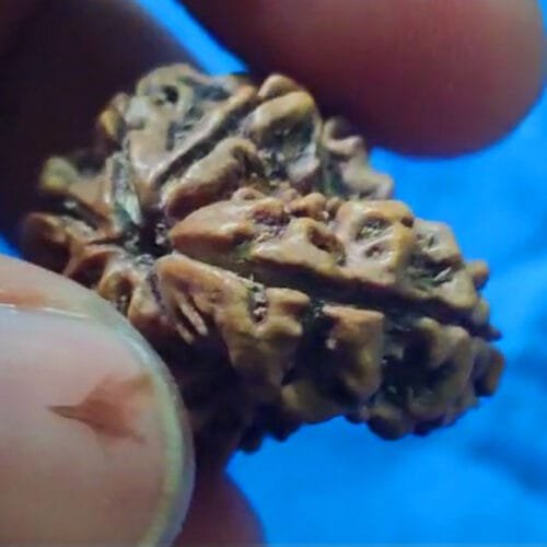 Sawar Rudraksha (Savar Rudraksha / Naag)