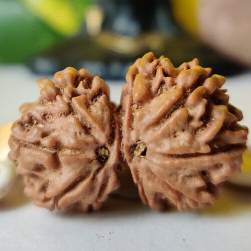 Gauri Shankar Rudraksha