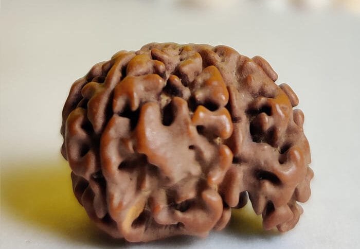 Ganesh Rudraksha 