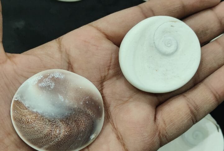 Gomti Chakra