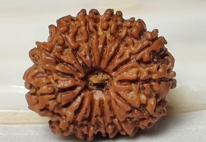 13 Mukhi Nepali Rudraksha