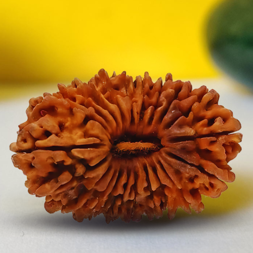 21 Mukhi Rudraksha