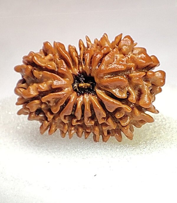 15 Mukhi Rudraksha Nepali