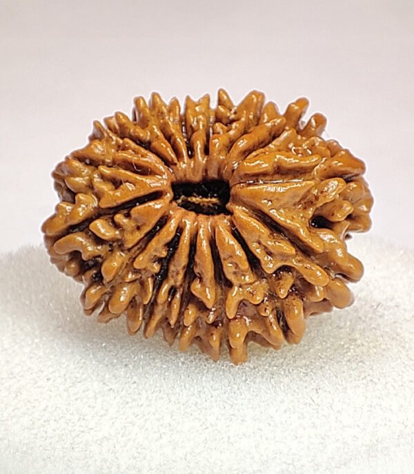 15 Mukhi Rudraksha Nepali
