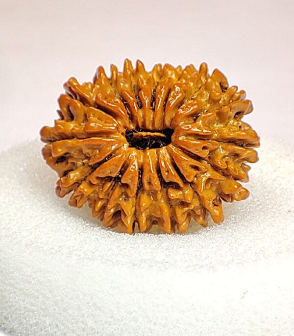 15 Mukhi Rudraksha Nepali