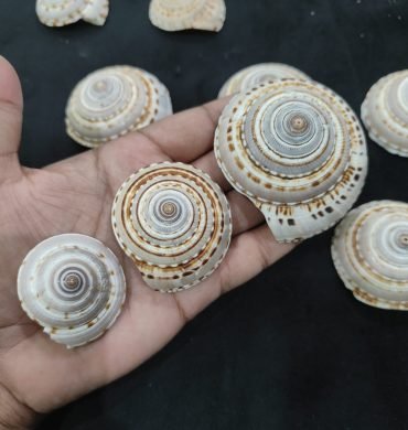 Vishnu Chakra