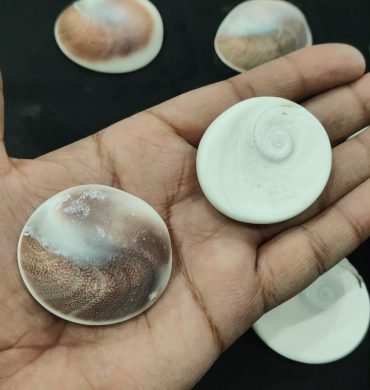 Gomti Chakra