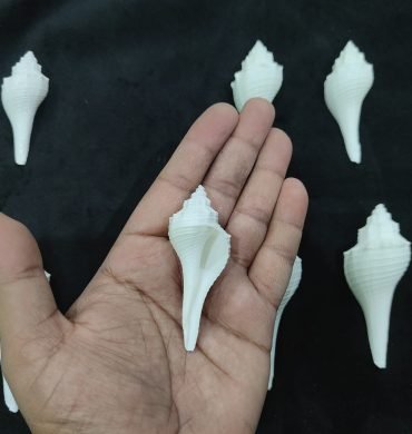 Vamavarti Shankh